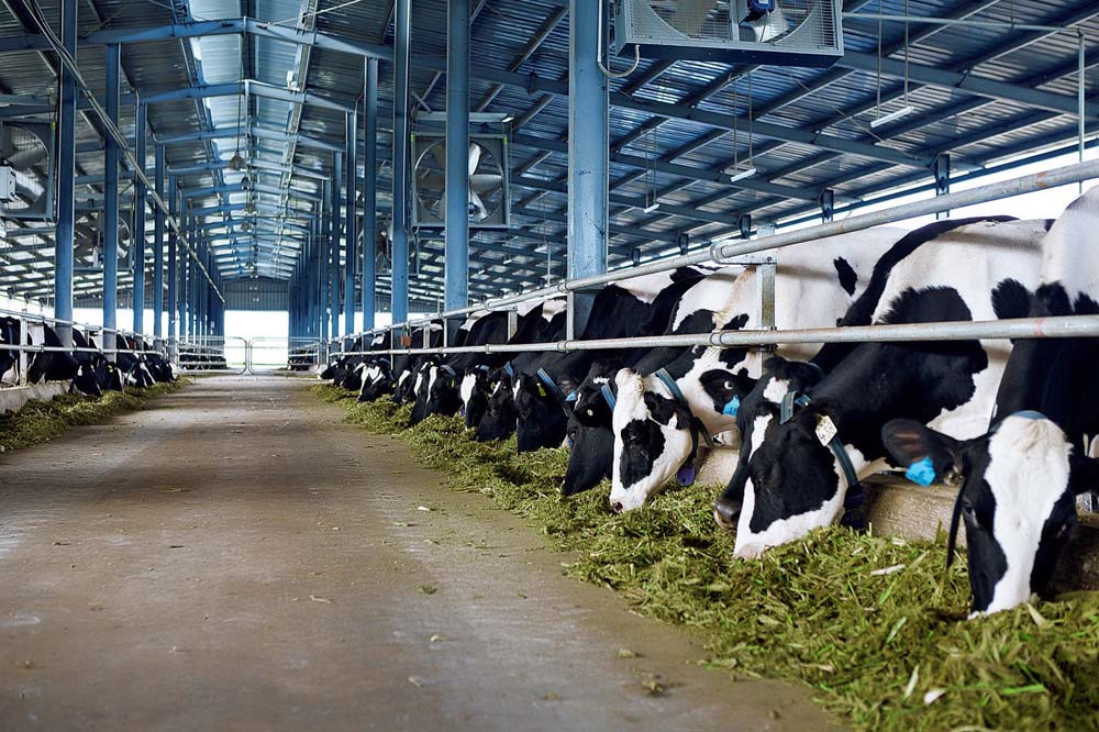 Sản xuất cung vượt quá cầu, châu Âu dư hàng trăm nghìn tấn sữa bột